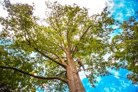 Mulching Services in Redwater, TX