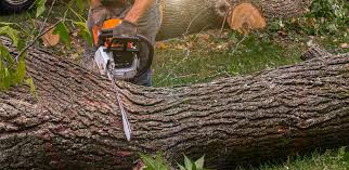 Best Tree Disease Treatment  in Redwater, TX