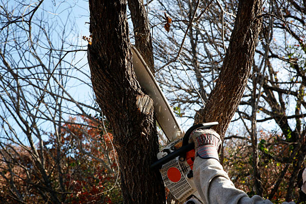 Best Commercial Tree Services  in Redwater, TX